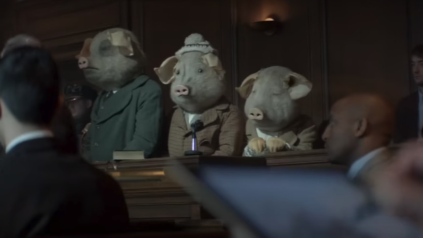 three pigs in court