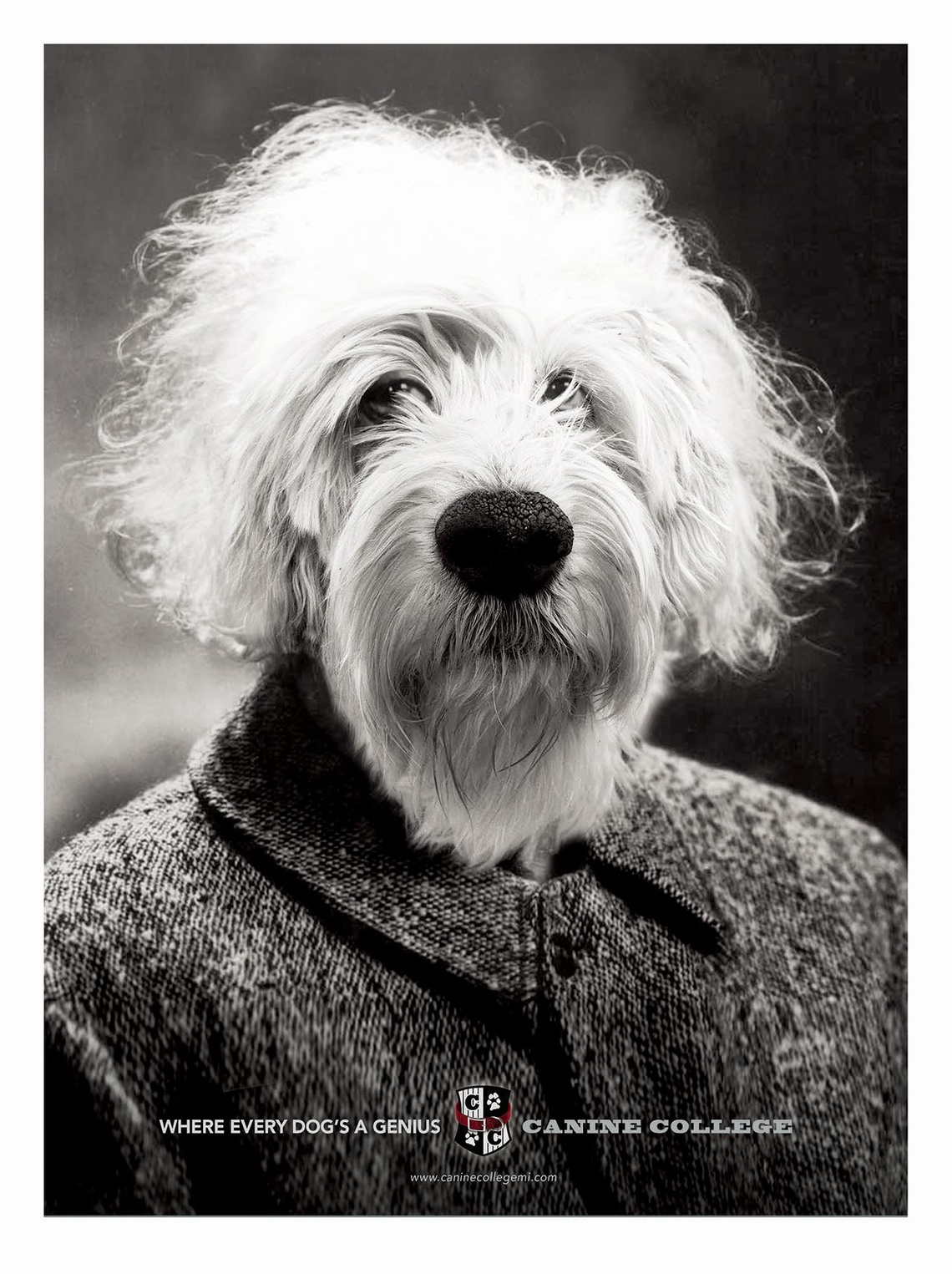 Canine College