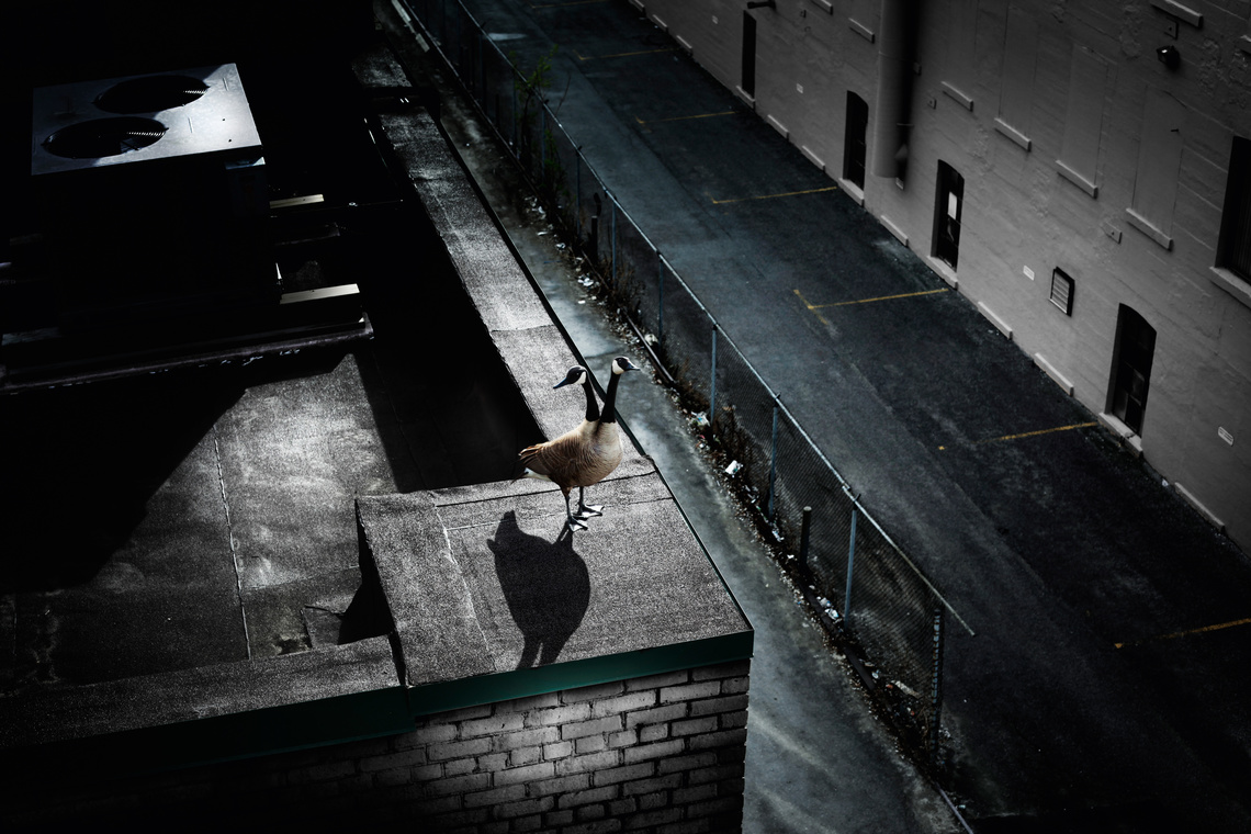 Stephen MacLeod