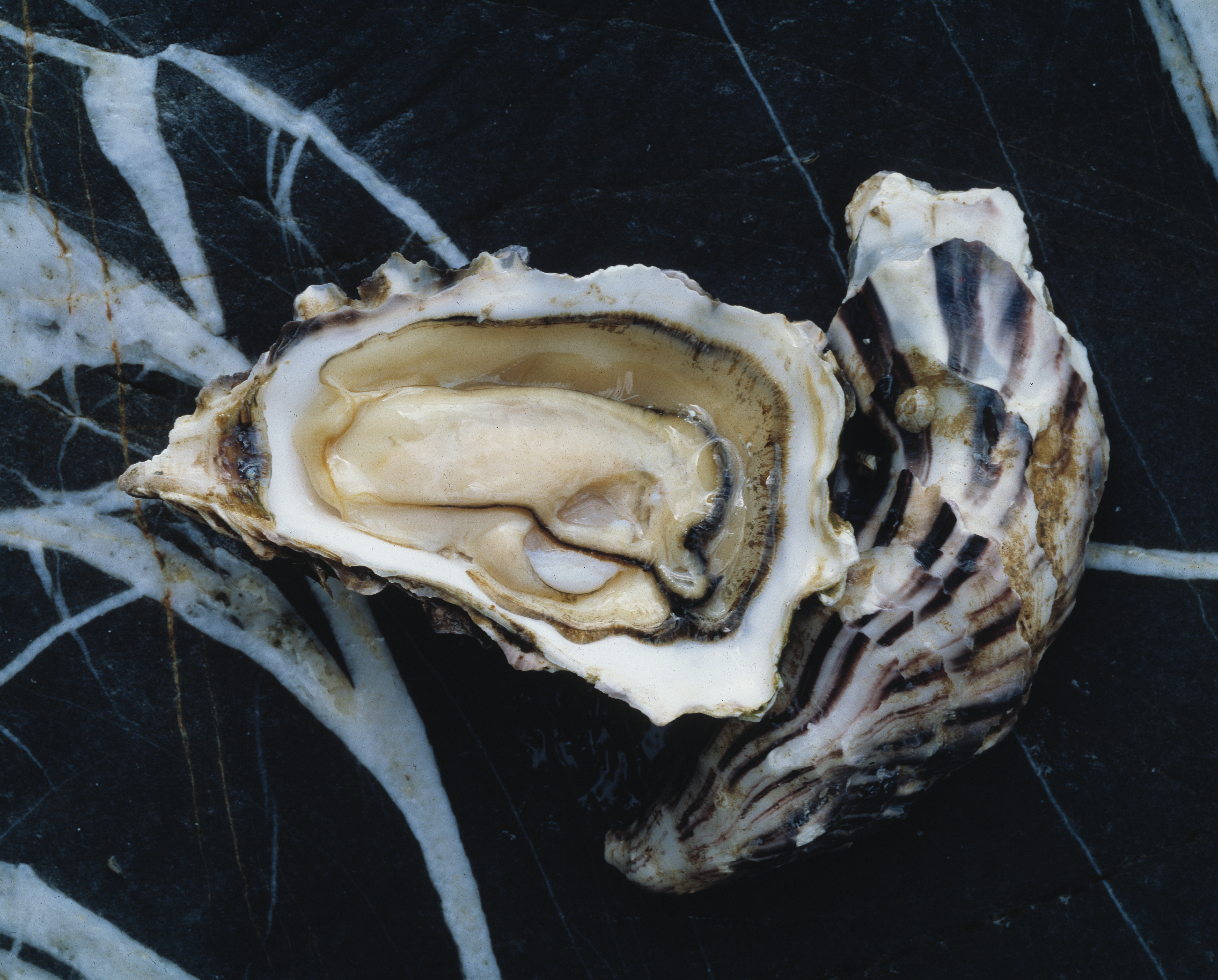 Food and drink special: An opened oyster on a black and white marble surface